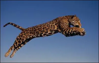 &Agrave; quelle vitesse court le jaguar ?