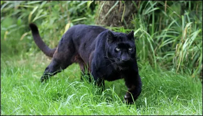 O&ugrave; vit essentiellement la panth&egrave;re noire ?