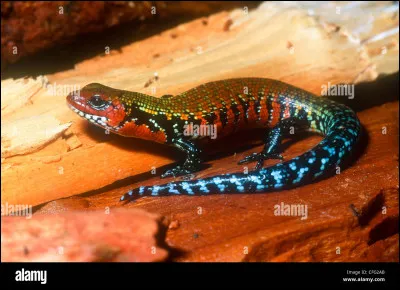 Est vite sec, c'est le...