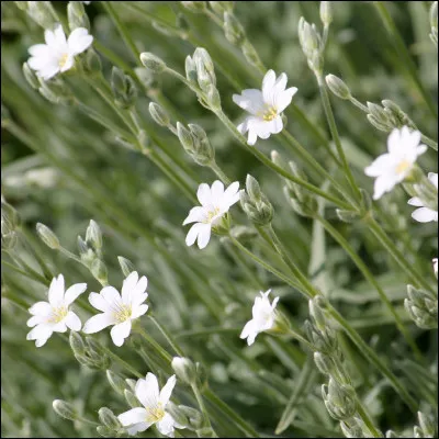 Est dressée à bien écouter, c'est l'...