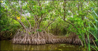 Dans quel pays peut-on trouver la plus grande forêt de mangroves ?