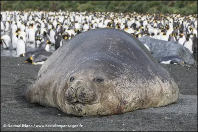Quel est cet animal ?