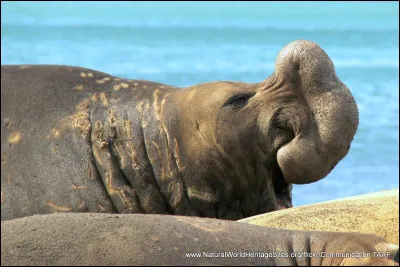 Qu'est-ce que cet animal a en particulier ?