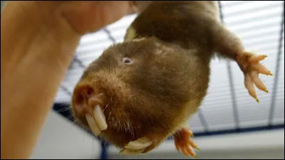 Leurs dents peuvent creuser jusqu'à vingt terrains de football.