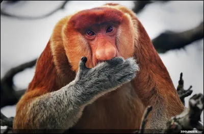 Son nez était déjà comme ça à sa naissance.