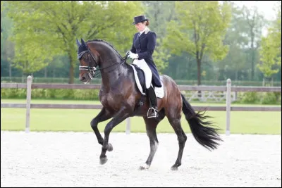 Apache est un c&eacute;l&egrave;bre cheval de dressage n&eacute;erlandais, quelle est la couleur de sa robe ?