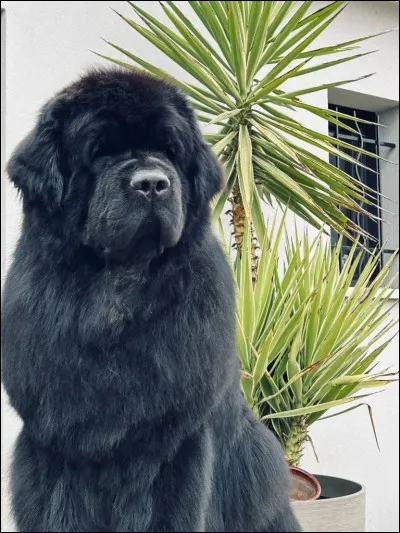 Quelle est cette race de chien ?