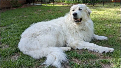 Quelle est cette race de chien ?