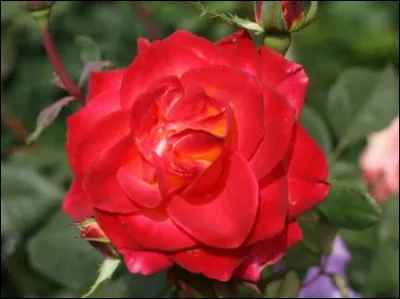 Km 13,6 : Curley. "D'argent aux trois roses de gueules boutonnées d'or et pointées de sinople accompagnées en cur de trois glands d'or à la coque de sinople rangés en pairle, les coques au centre" Telle est la description du blason de Curley, Retrouvez-le ?