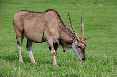Quel est cet animal en E, un ruminant de la famille des bovidés avec des cornes droites et torsadées ?