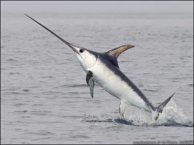 Quel est ce poisson dont le rostre aplati représente 1/3 de la longueur totale de l'animal ?