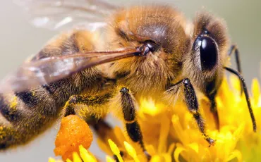 Quiz Abeilles