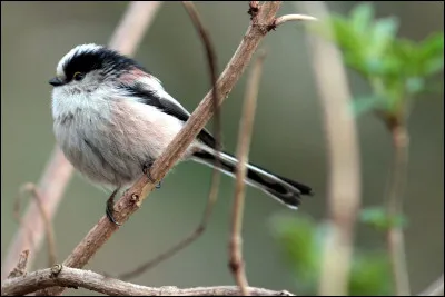 Quelle est cette mésange ?