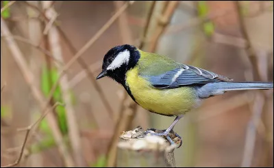Ceci est une mésange ...