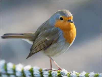Quel est cet oiseau ?