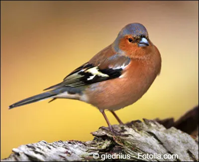 Quel est cet oiseau ?