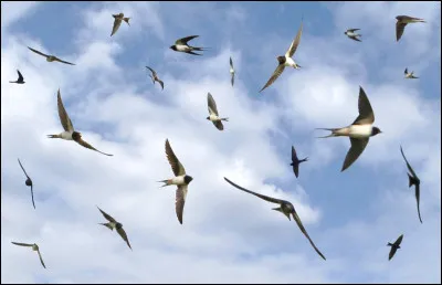 Quels sont ces oiseaux ?