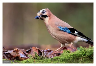 Quel est cet oiseau ?