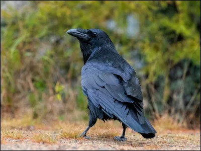 Quel est cet oiseau ?