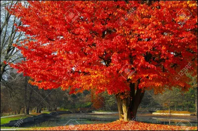 Le "...........", Le "............" normand