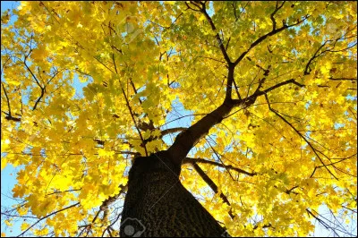 Une "............" hors du commun, La belle ".........."