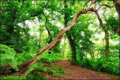 La vie en "...........", Un taxi "..........."