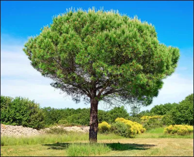 "..........." special, "..........." express