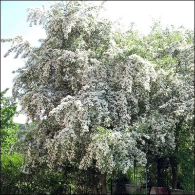 ".........." de vie, Le "........."