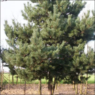 "............" des autres, La couleur de "............."