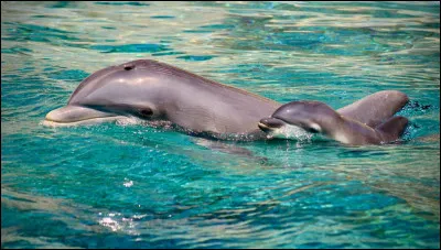 Comment s'appelle le bébé dauphin ?