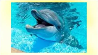 Parmi les suivants, quel(s) bruit(s) font les dauphins : cliquetis, gloussement, grincement, sifflement ?