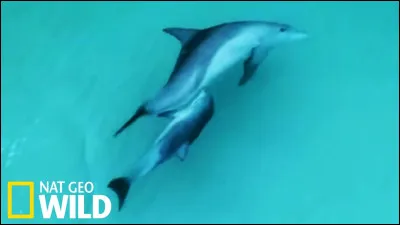 Que mangent les dauphins ?