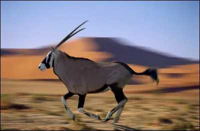 Quel est cet animal en O, une antilope de la famille des bovidés, avec de longues cornes, une crinière et une bosse sur le dos ?