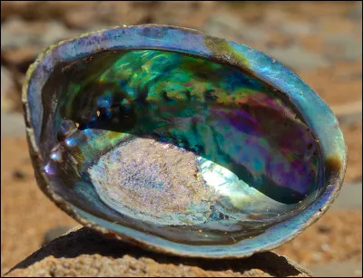 Quel est ce mollusque en O à coquille nacrée donr la chair est très appréciée ?