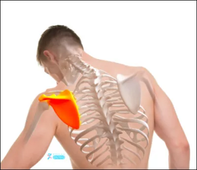 Quel est le nom de l'os plat en O qui forme un triangle en haut du dos ?