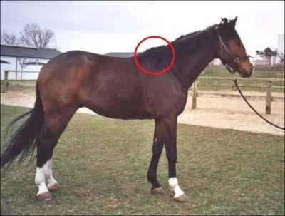 Quelle est cette partie du corps du poney ?