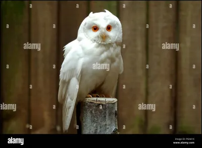 J'ai un hibou nommé Coccigrue, je suis :