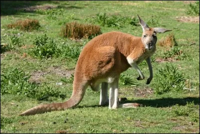 Laquelle de ces sous-espèces de kangourou n'existe pas ?