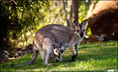 Dans quel pays vivent les kangourous ?