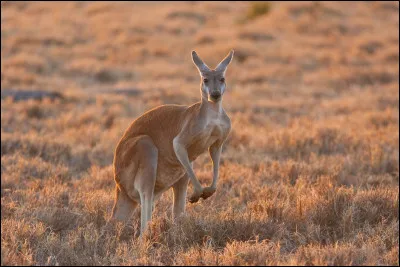 A quelle vitesse est évaluée leur vitesse de course ?