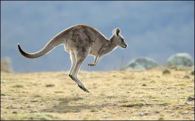 Jusqu'à combien de mètres de long peuvent-ils réaliser leurs sauts ?