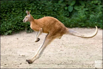 Et jusqu'à combien de mètres de hauteur ?