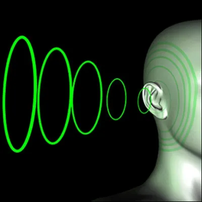 Quel mammifère est capable décholocation ?