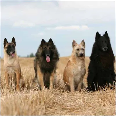 D'après la photo de ces quatre beaux toutous, combien y a-t-il de chiens appartenant à la race des bergers belges ?