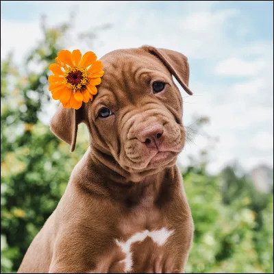 Comment dit-on en anglais "Mon chien appelé Fred est gris et marron" ?