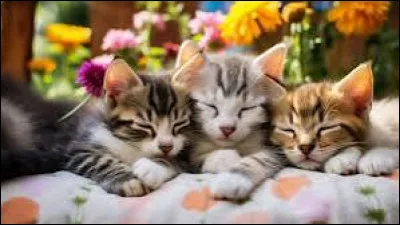 Il y a deux mots à trouver : 
(La personne parle de chats qu'elle regarde.)
"... chats sont ... mignons !"