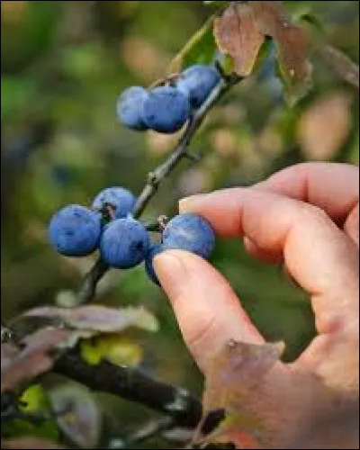 "Je ... des baies sauvages."