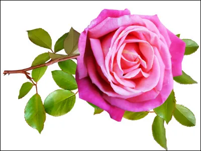 De quelle couleur est cette fleur ?
(Réponds en anglais)