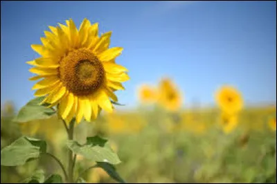 Quelles sont les couleurs que tu vois sur cette image ?
(Réponds en anglais)