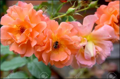 Qu'est-ce que "salmon" veut dire ?